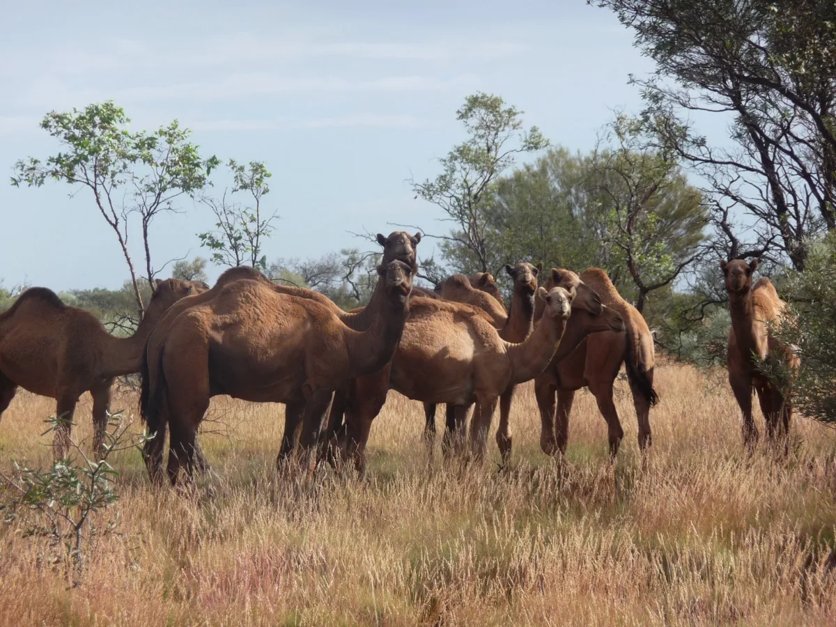 Wild camels roaming free in Little Sandy Desert
