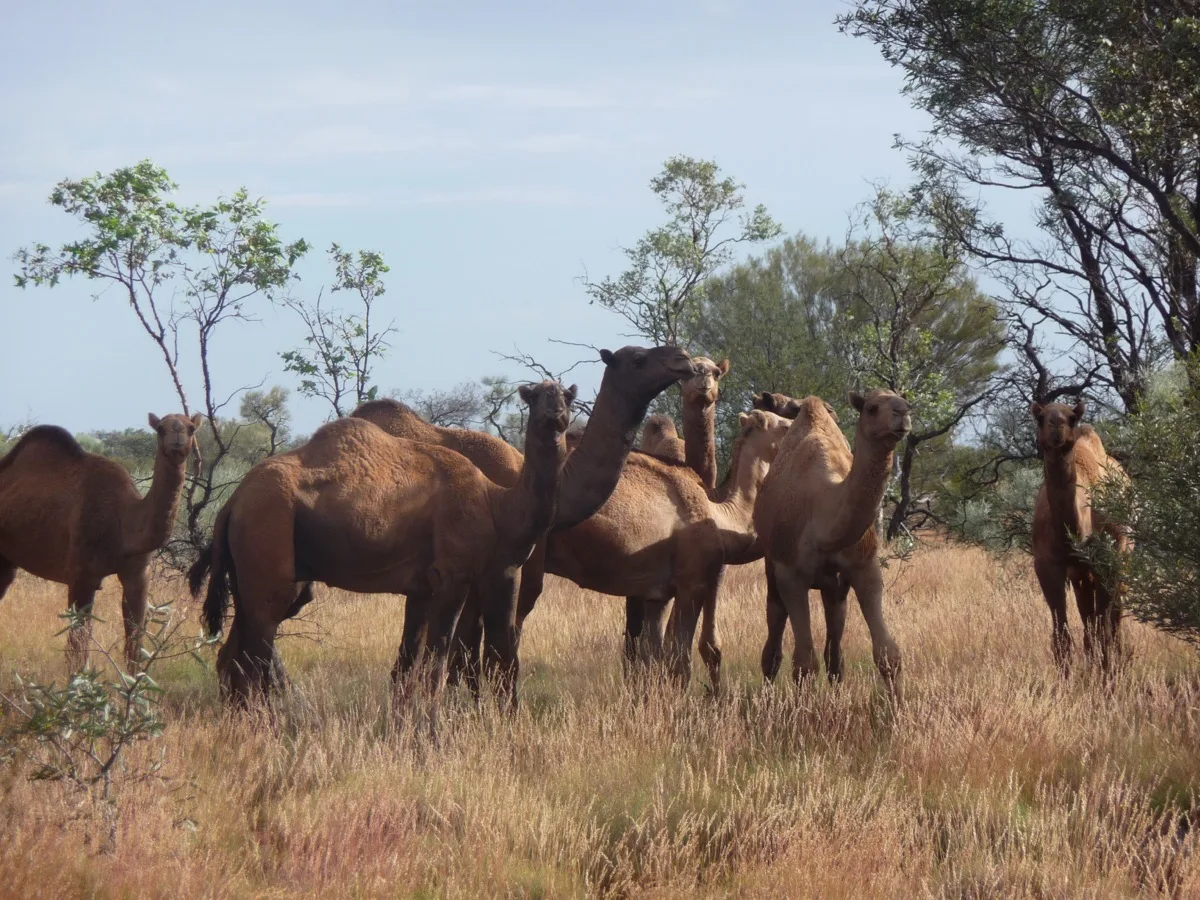 Encountering Australia's feral camel population up close