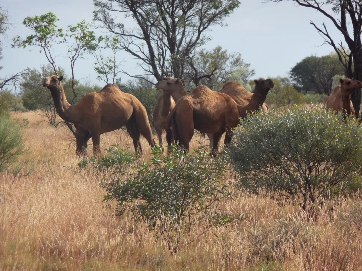 Camels blending into the desert vegetation