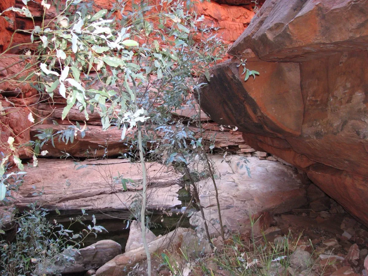Hardy native plants flourish among ancient red rock formations