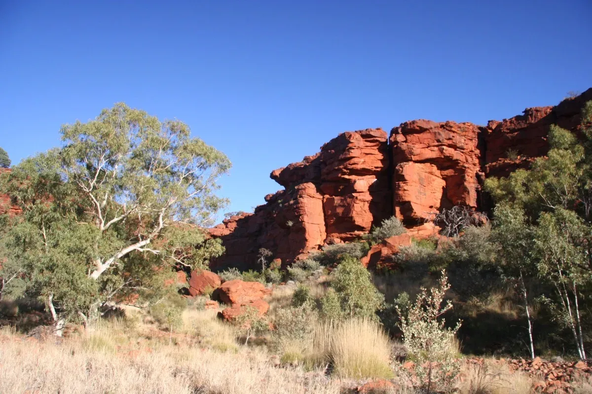 Ghost gums frame spectacular red cliffs in the outback