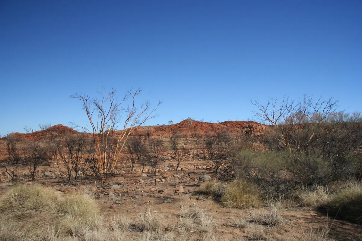 Ghost gums stand sentinel in the rugged outback