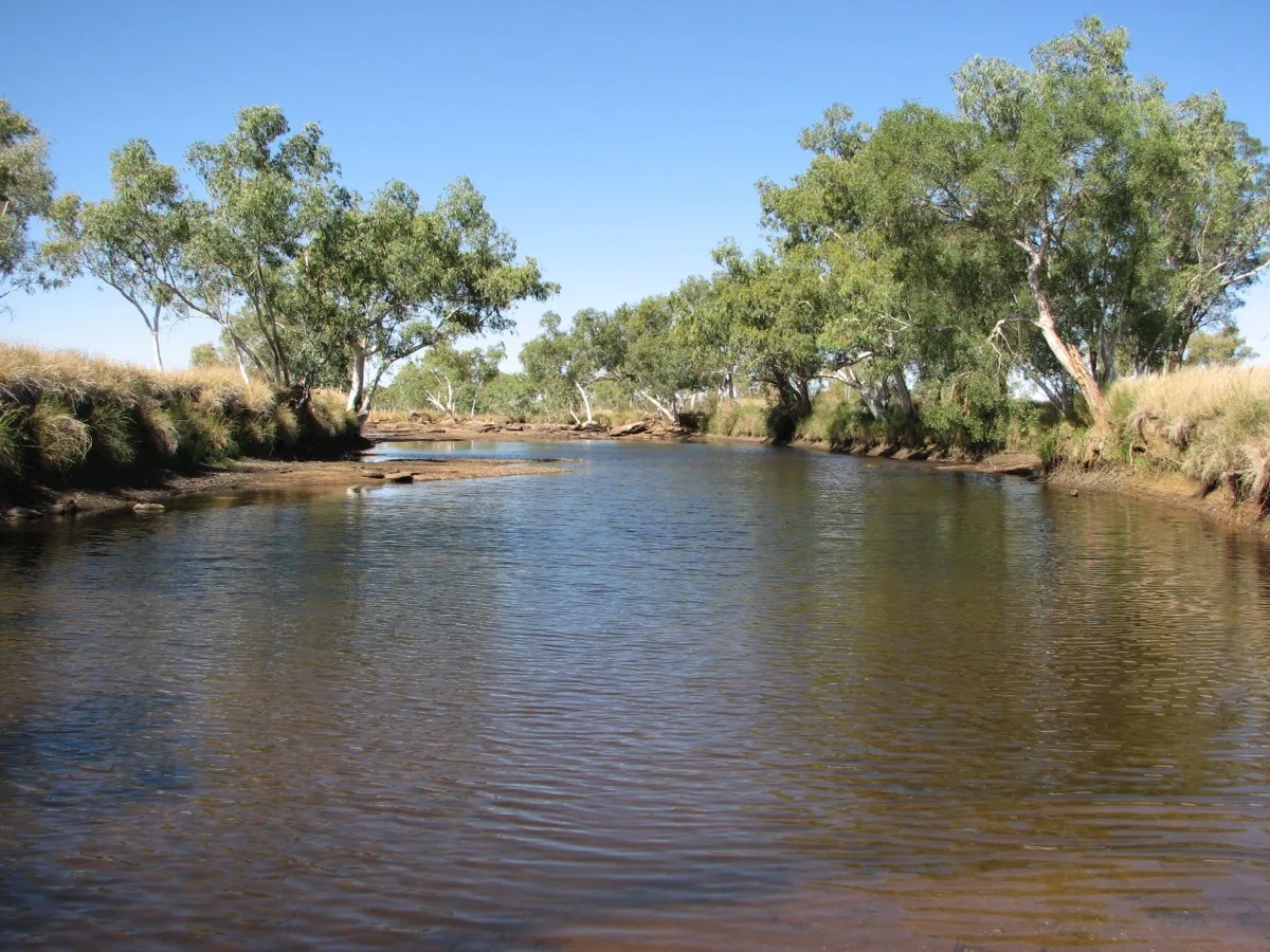Tranquil outback river surrounded by eucalyptus and native grasses
