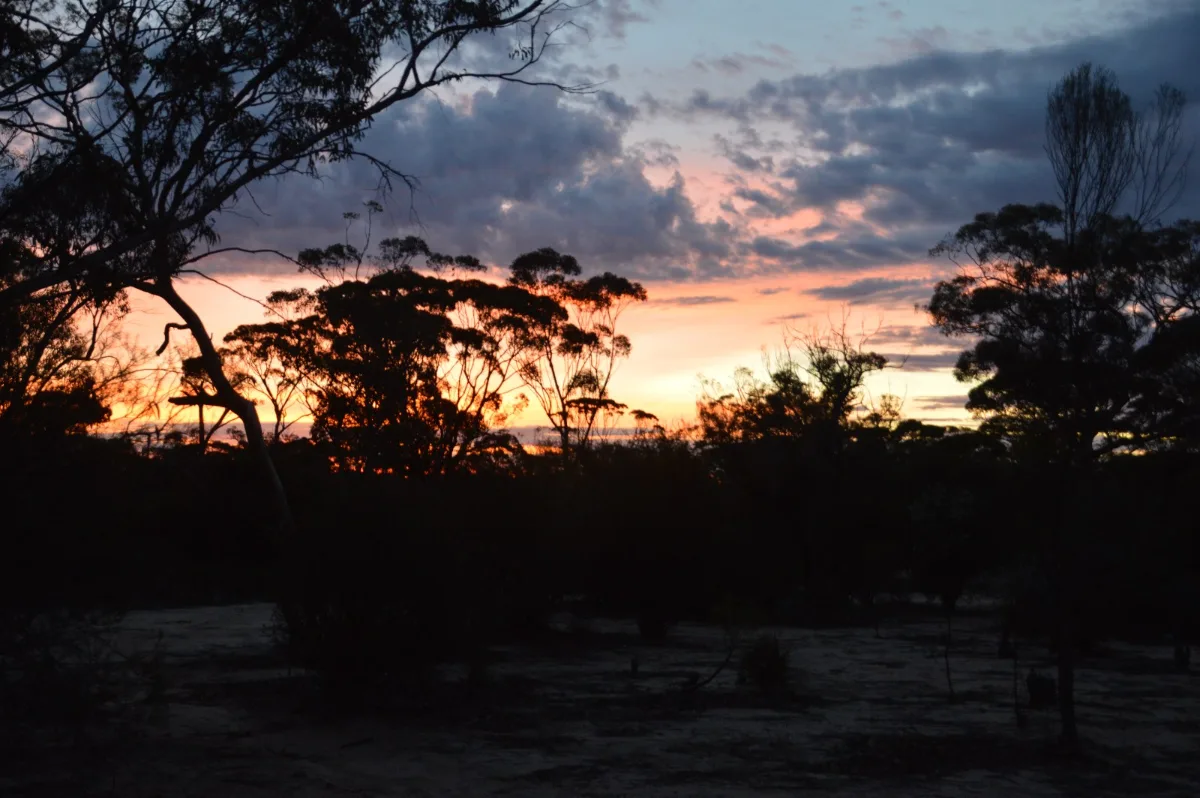 Spectacular sunset through gum trees at our bush camp