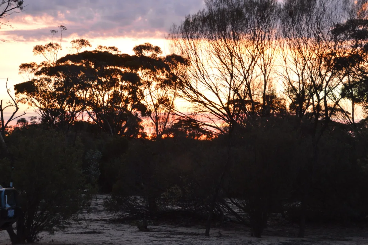 Dawn's first light through the outback trees