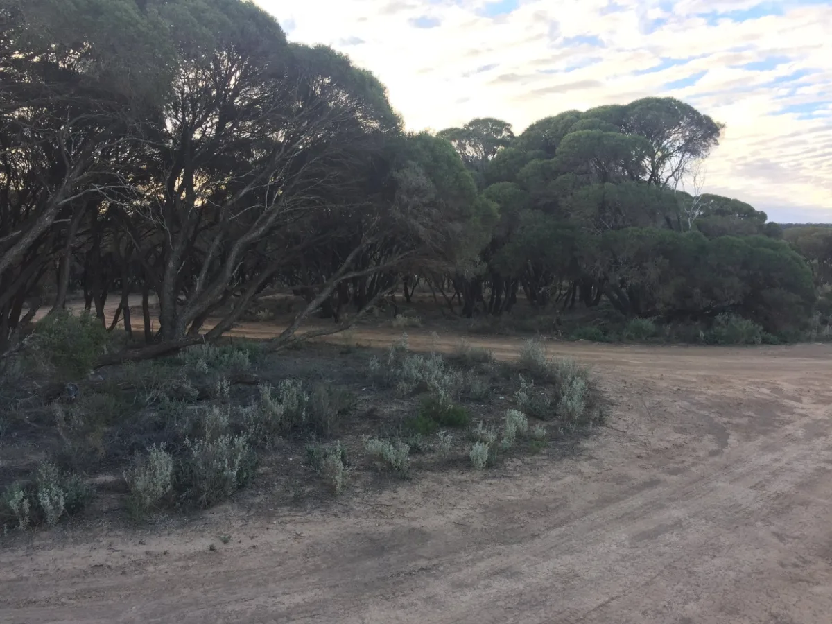 Ancient eucalypts shelter our remote Eucla bush camp