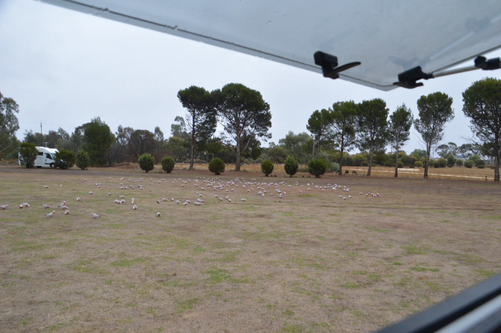 Hundreds of galahs feeding near our Peterborough campsite