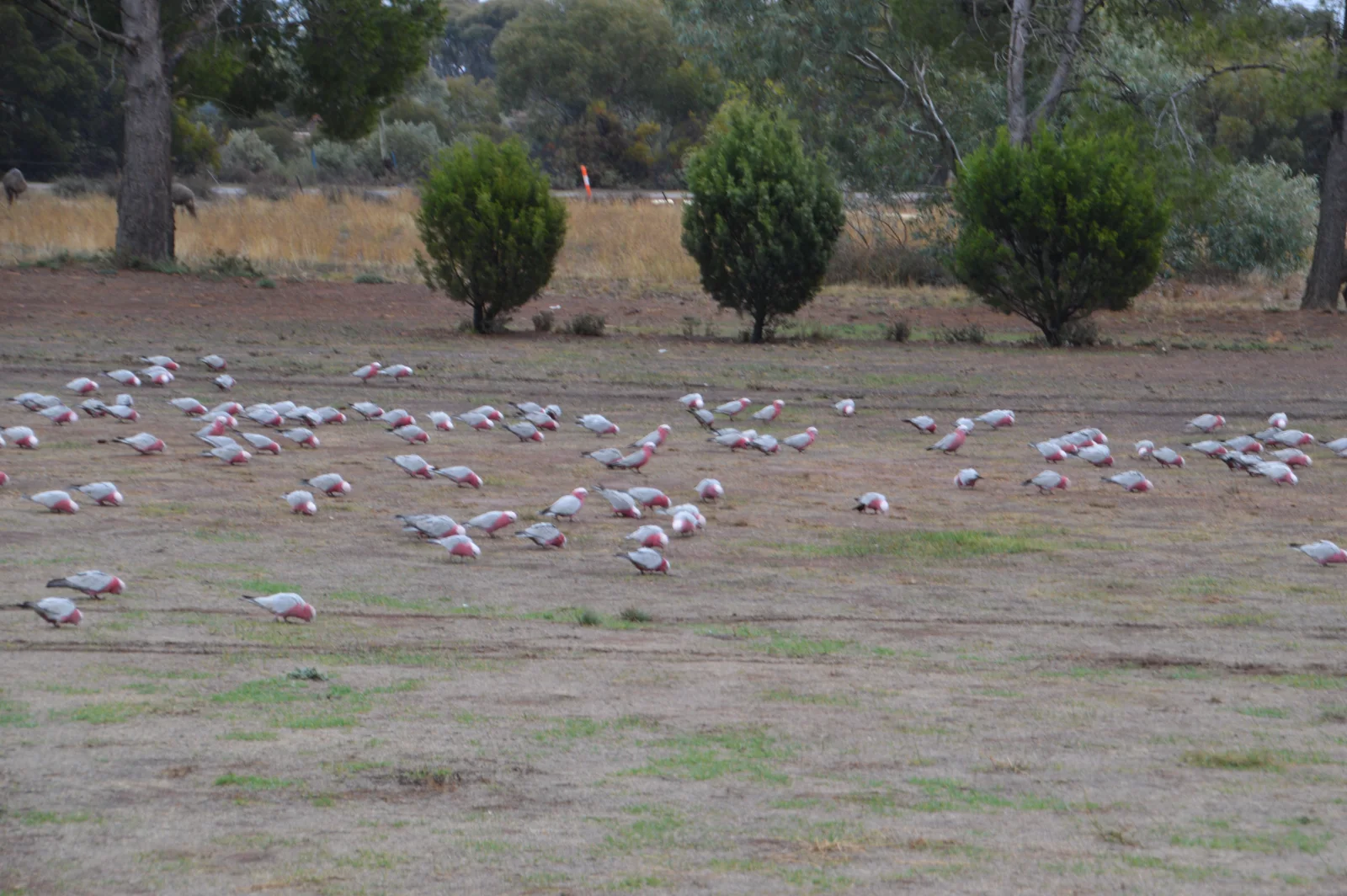 Pink and grey galahs foraging in the Australian bush