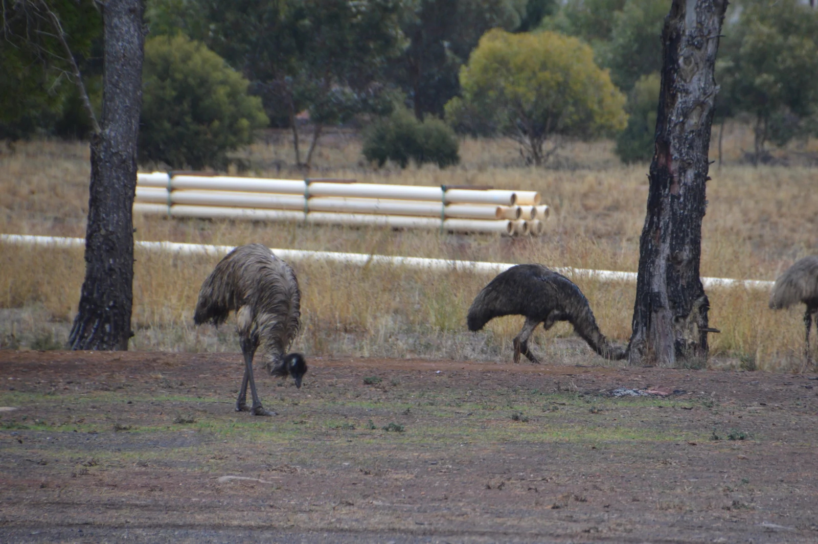 Wild emus visiting our Peterborough camping spot