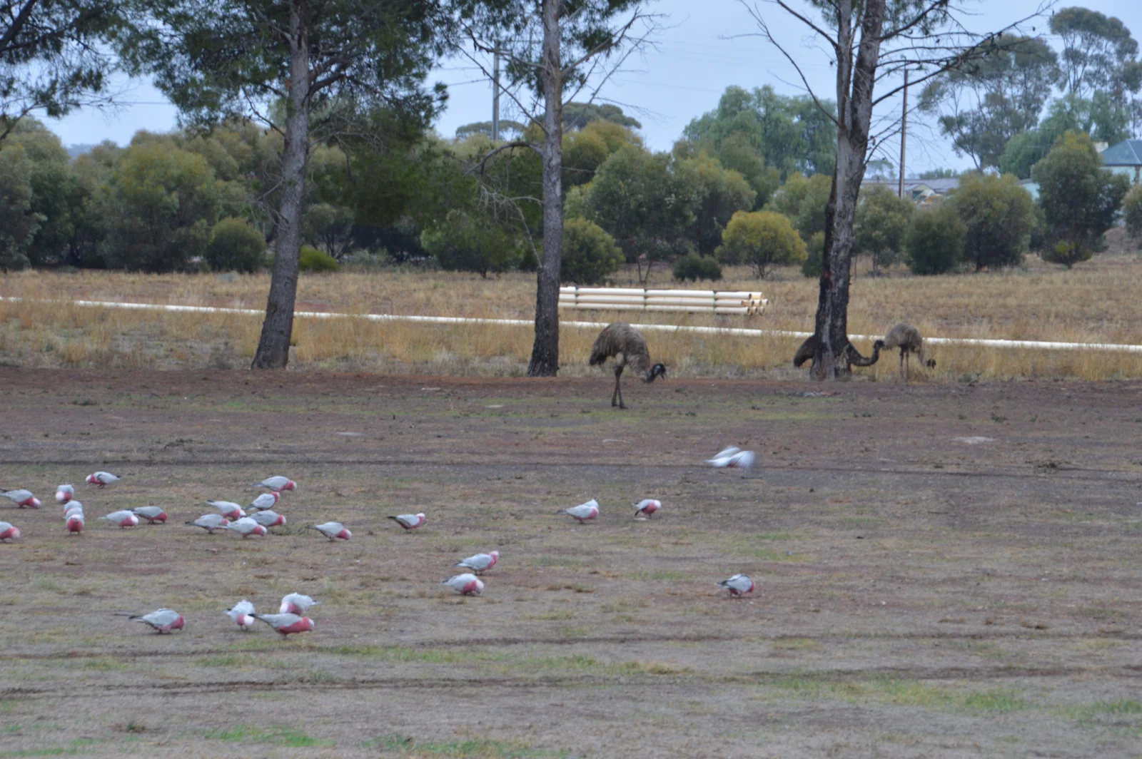 Galahs and emus share feeding grounds in rural South Australia