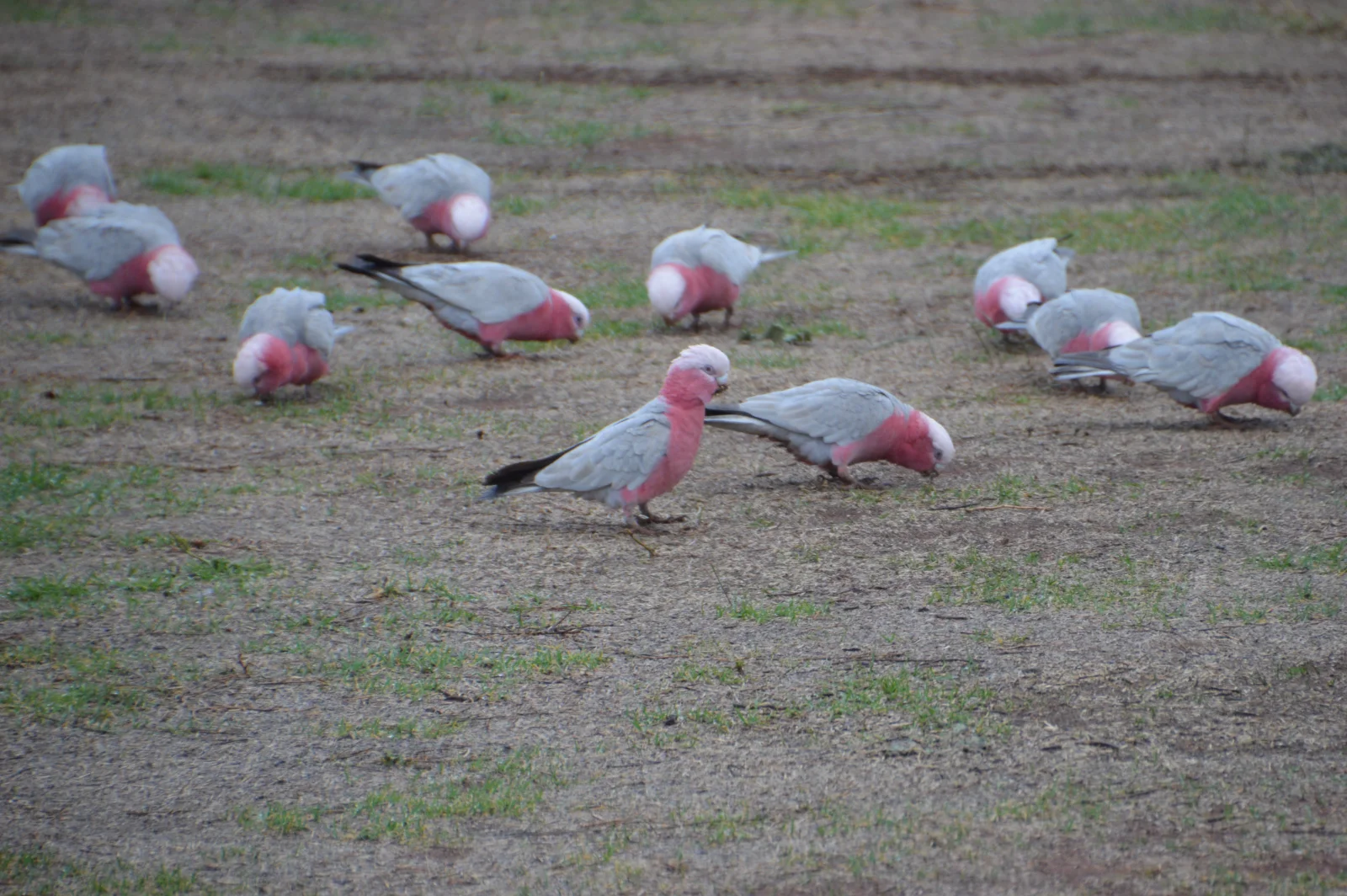 Beautiful galah cockatoos feeding together in the outback