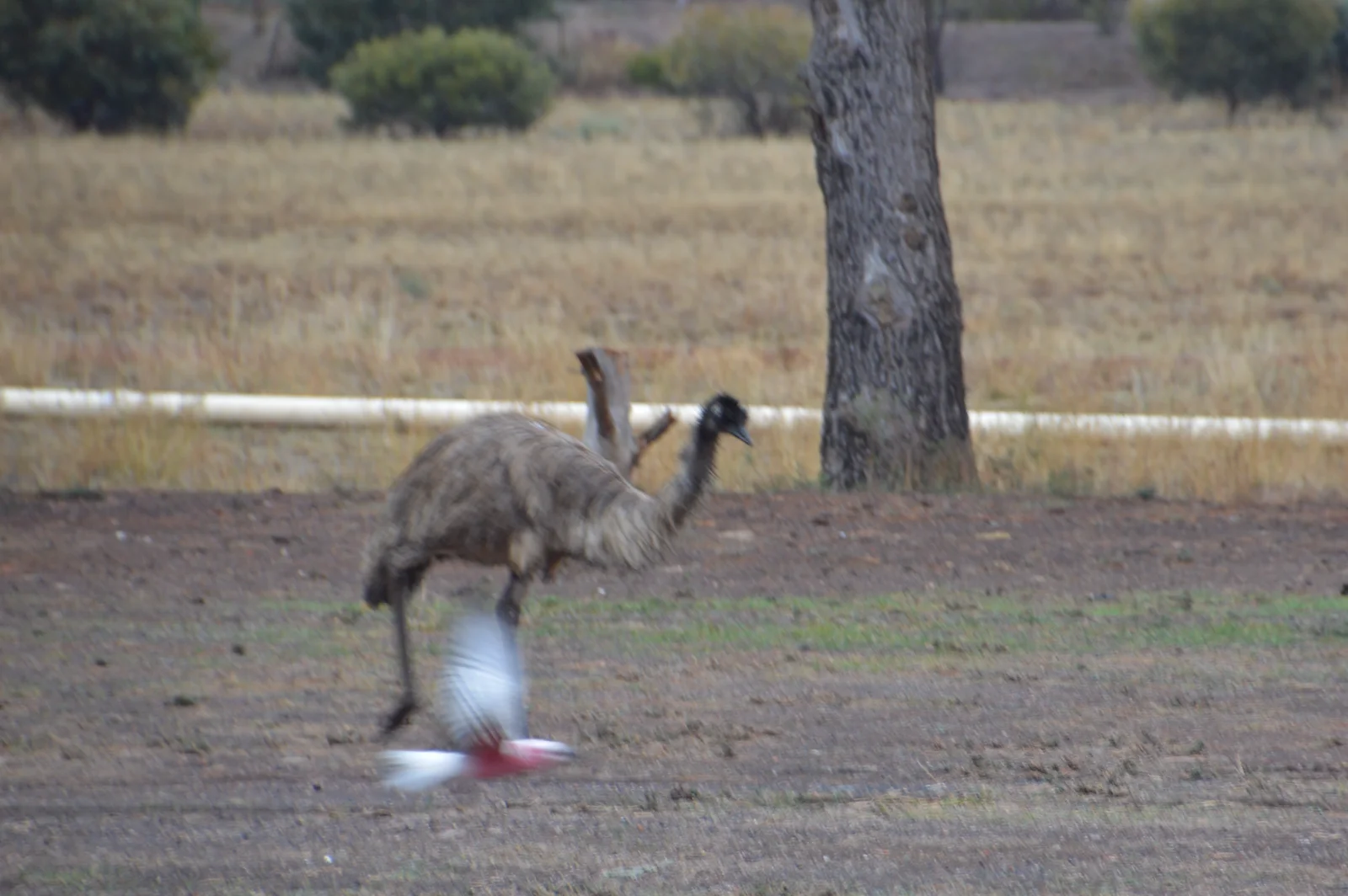 Curious emu meets galah in an unlikely wildlife encounter