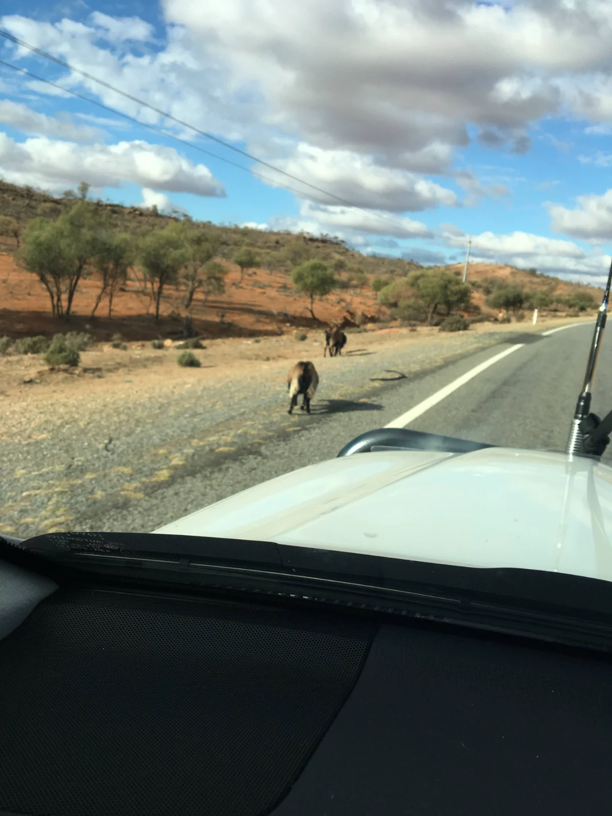 Unexpected wildlife crossing on the outback highway