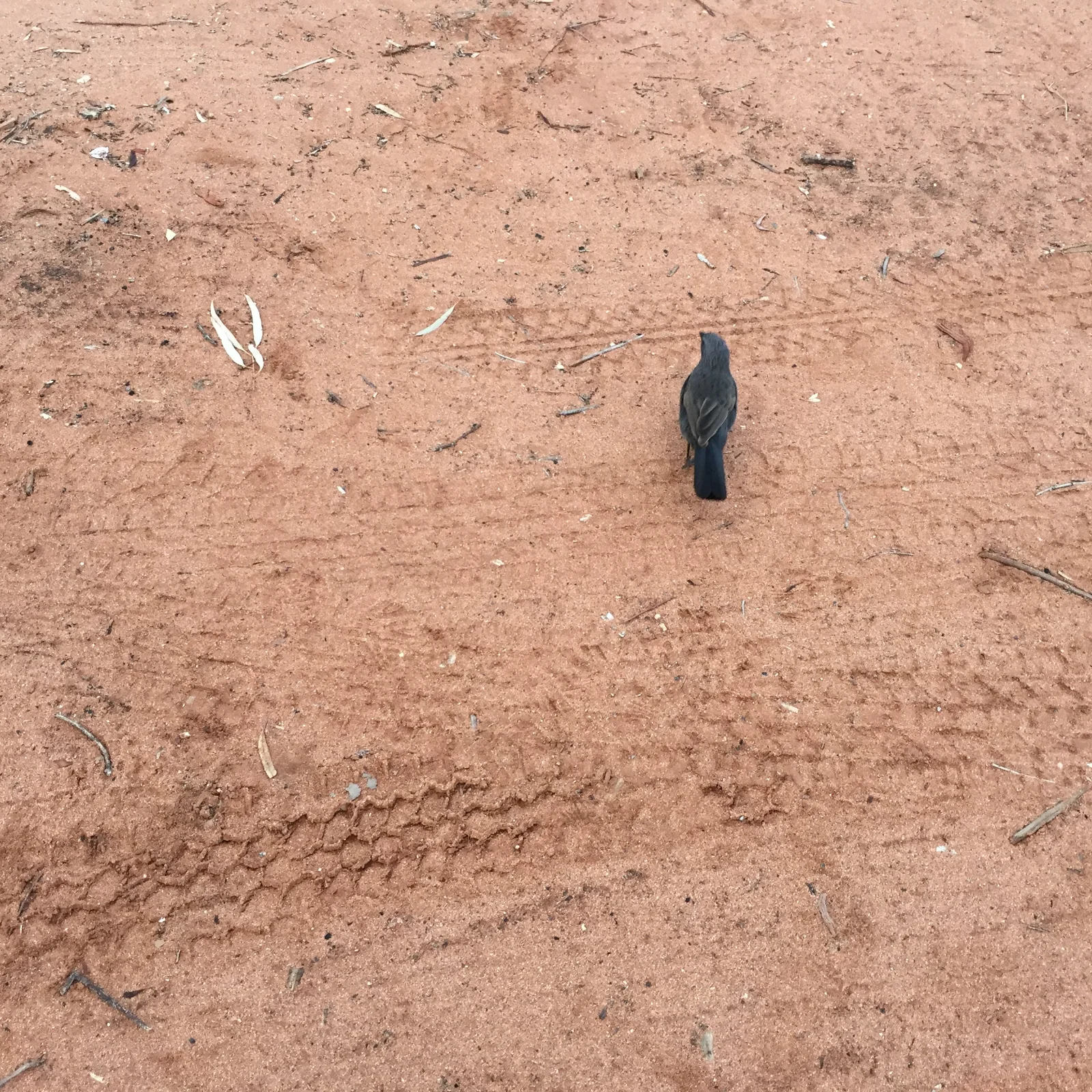 Curious outback visitor at our Silverton campsite