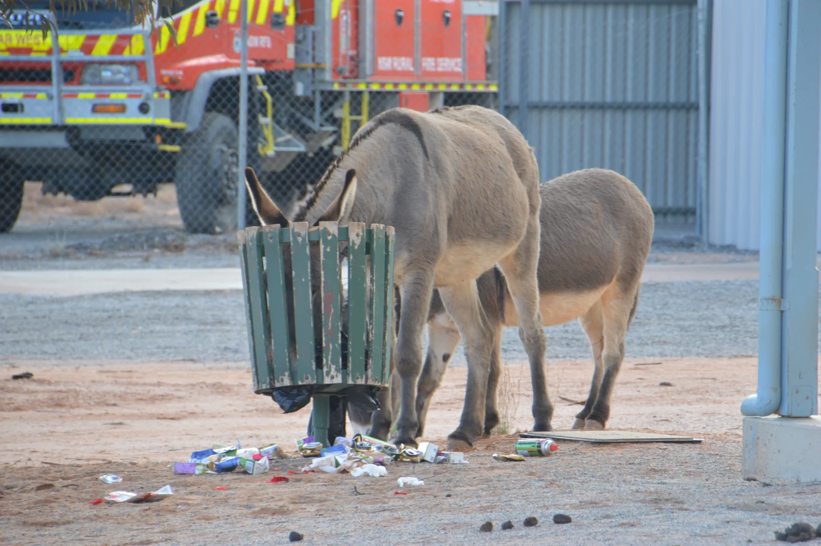 Silverton's famous wild donkeys scavenging in the historic streets