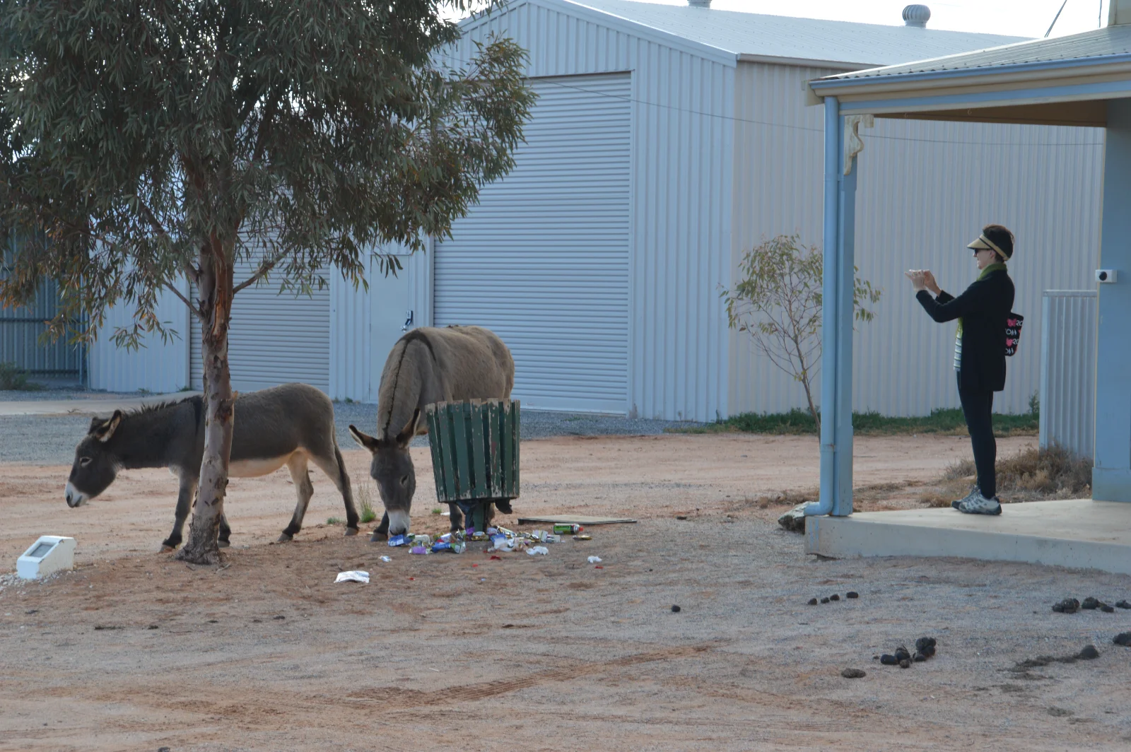 Photographing Silverton's resident donkeys on South Water Street