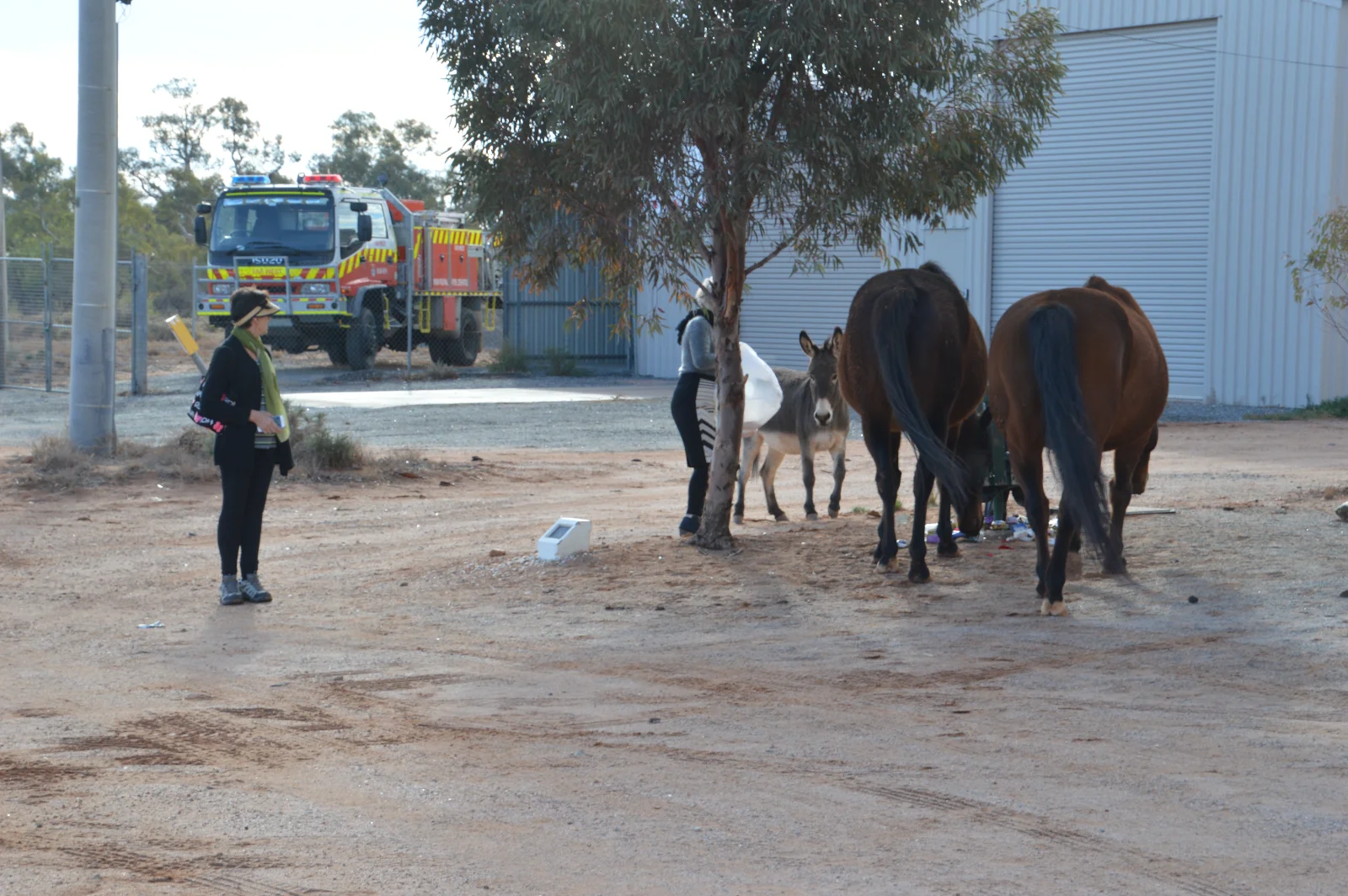 When rural Australia brings horses, donkeys and fire trucks together