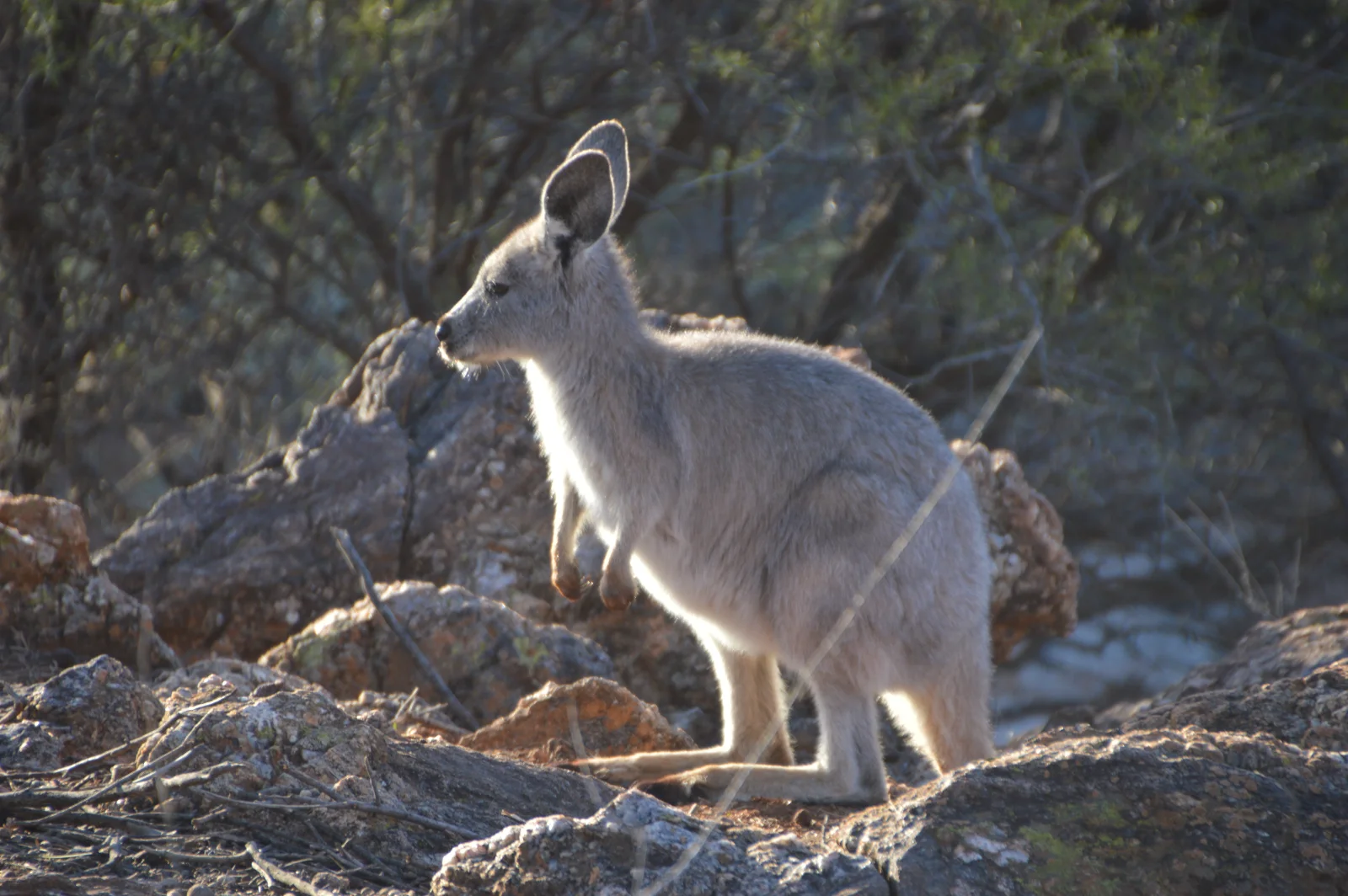 Morning kangaroo encounter in the Broken Hill bush