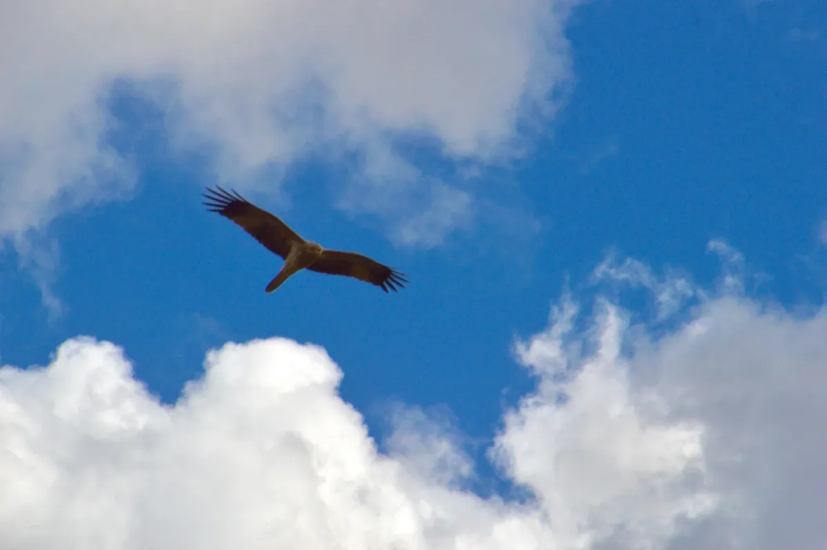 Soaring high above the Queensland outback skies