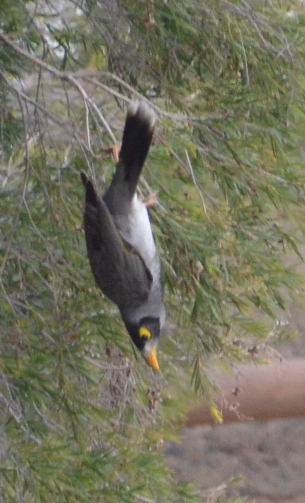 Native honeyeater spotted near Warroo Bridge camping spot