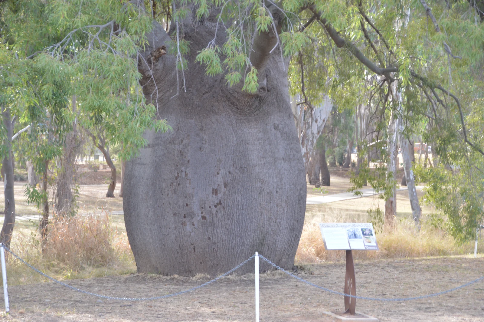 Roma's famed bottle tree, a truly magnificent example of nature's ingenuity. Its sheer size is astonishing.