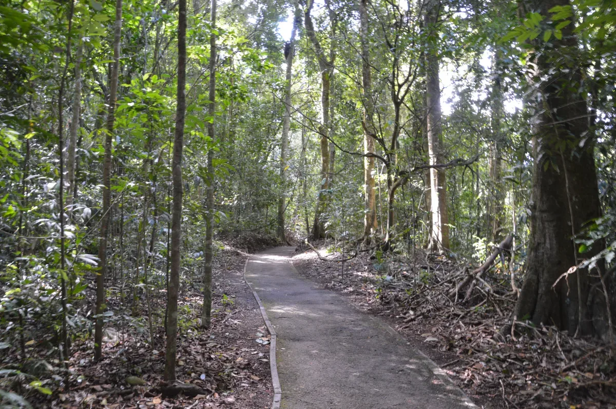 A well-maintained path meanders through the lush rainforest of Mount Hypipamee National Park.