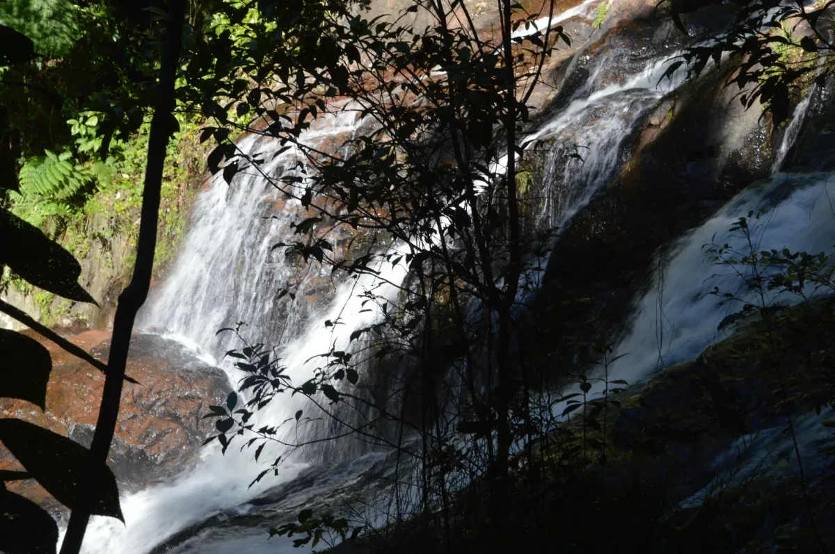Water rushes over Dinner Falls, cascading down basalt cliffs amidst lush foliage.