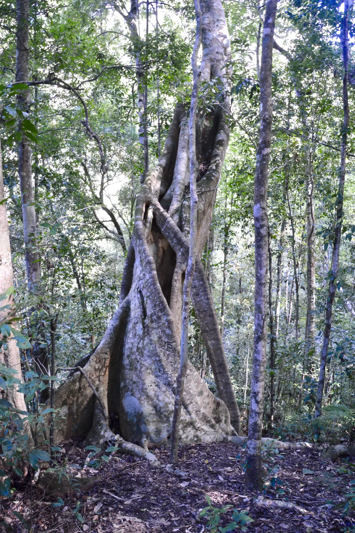 A strangler fig embraces its host, a testament to the power of nature's tenacity.