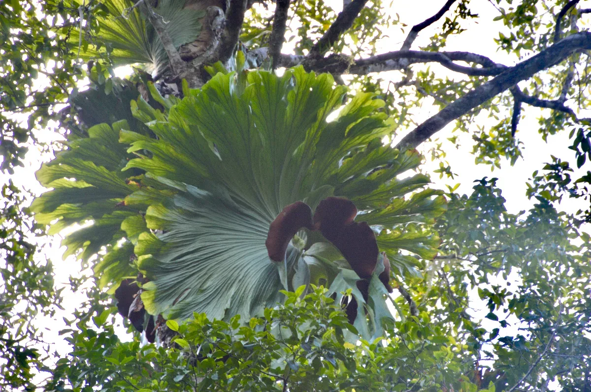 A magnificent staghorn fern, a common sight in the Atherton Tablelands.