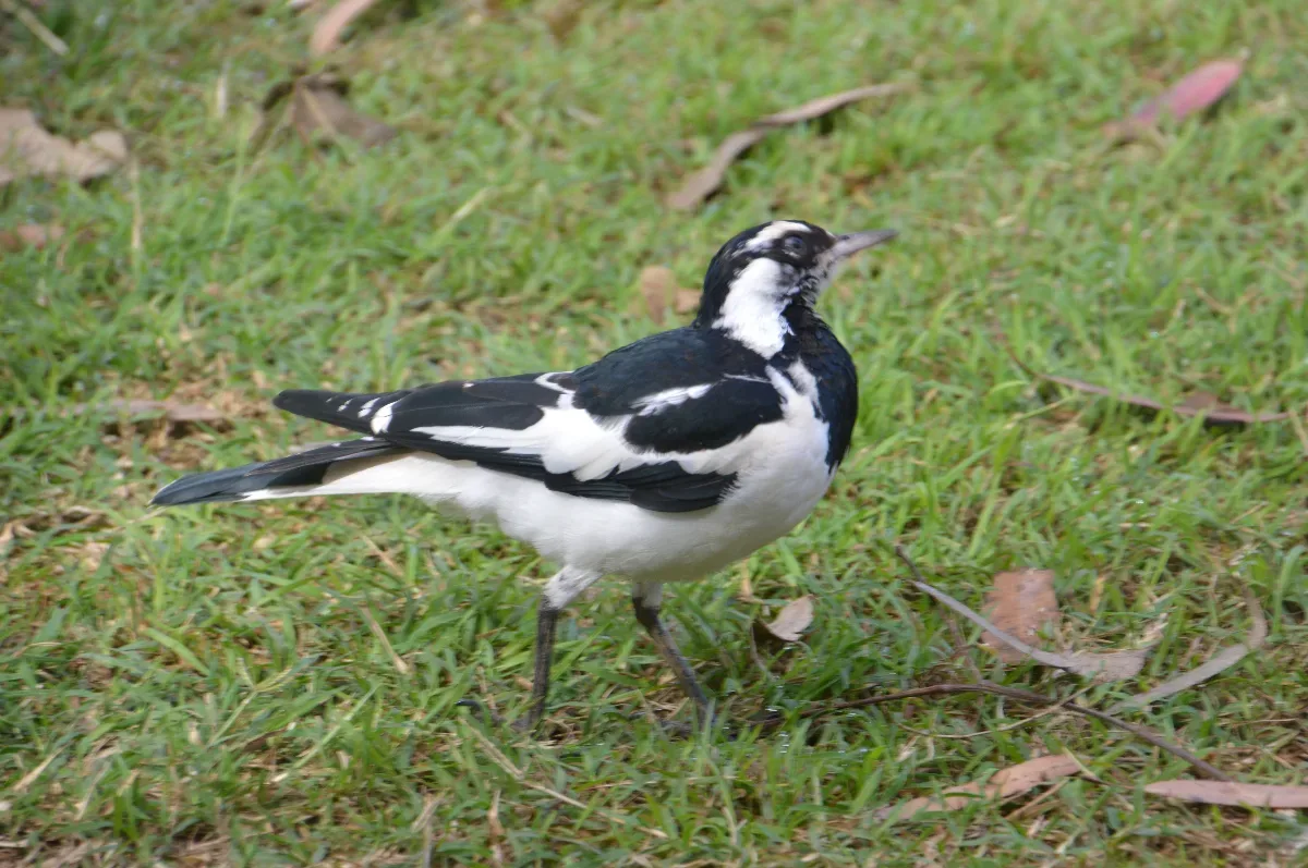 A Magpie-lark takes a moment in the green grass.