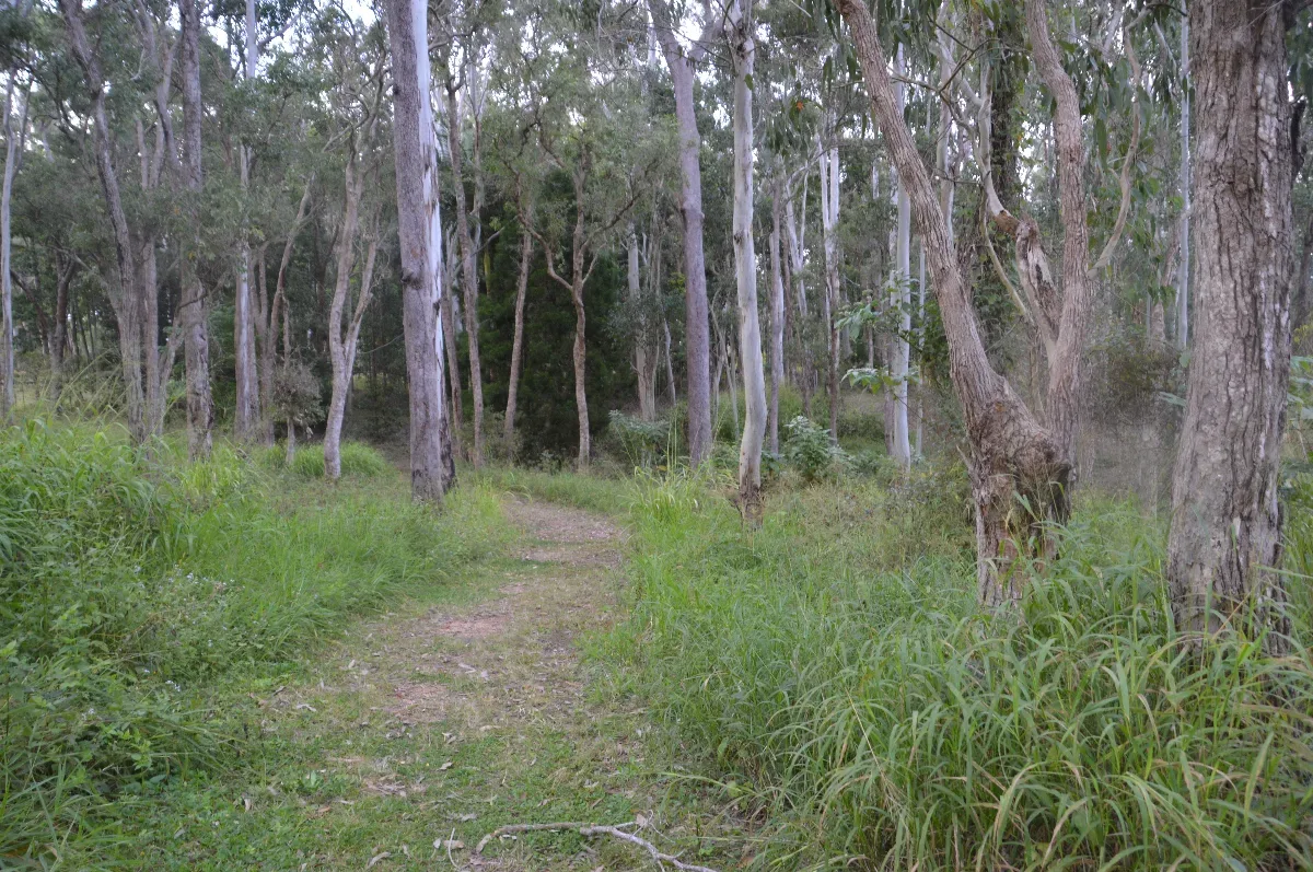 A quiet walking track near Ravenshoe.