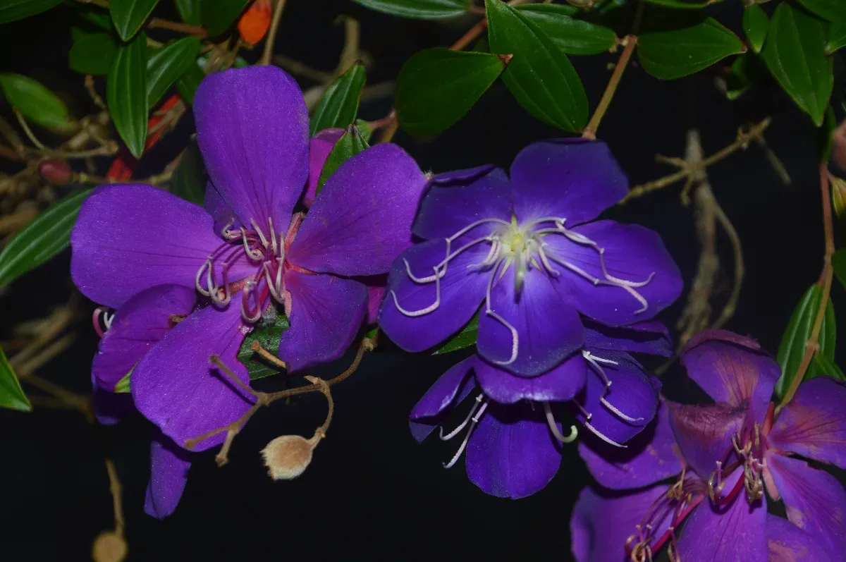 Vivid purple flowers, a splash of colour amongst the greenery.
