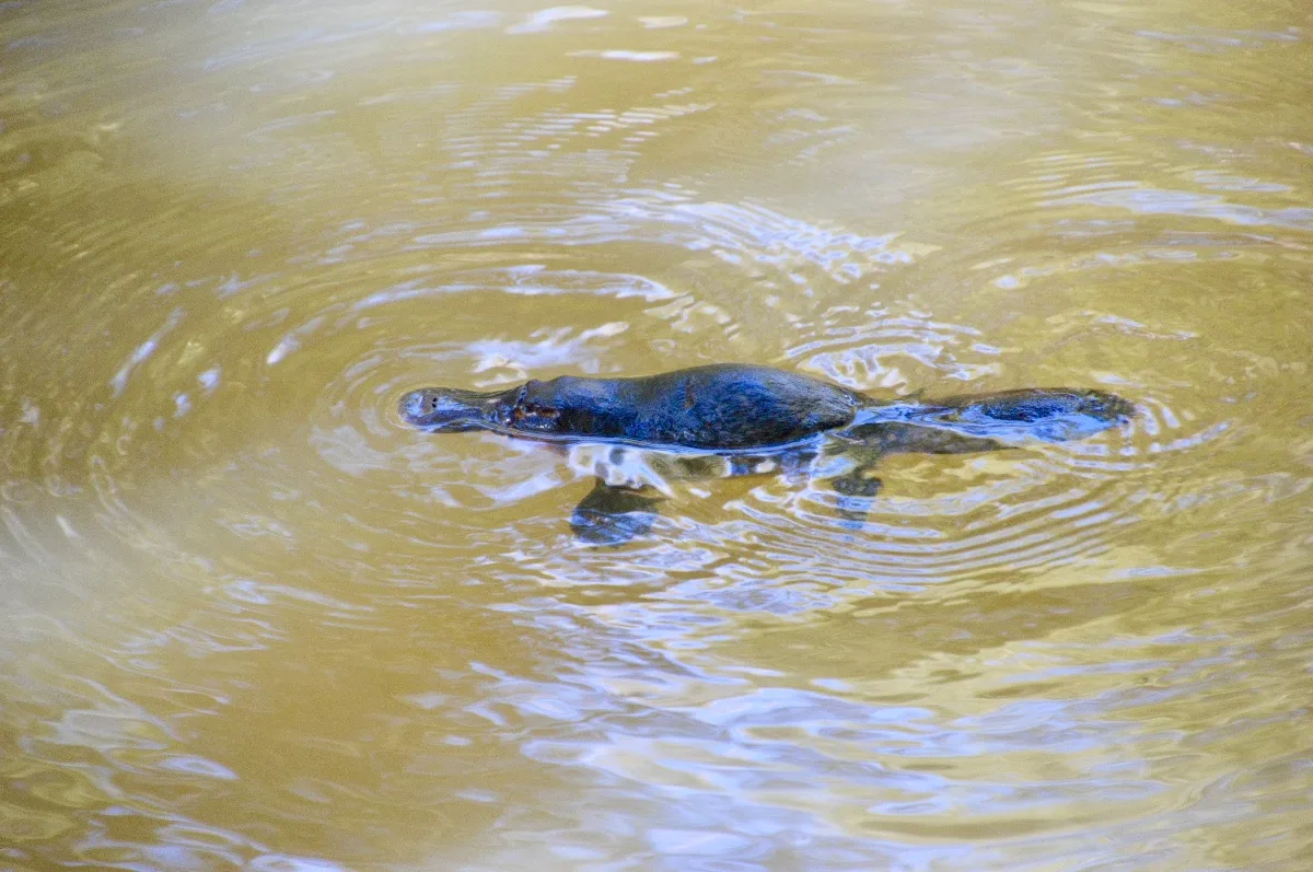 A wild platypus swimming in the shallows.