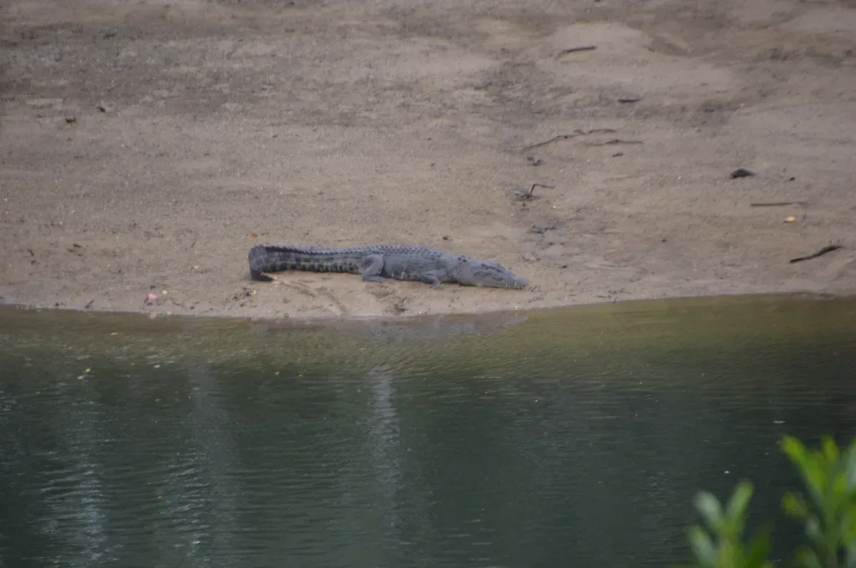 A rather large crocodile sunning itself on the riverbank. A stark reminder that we are visitors in their domain.