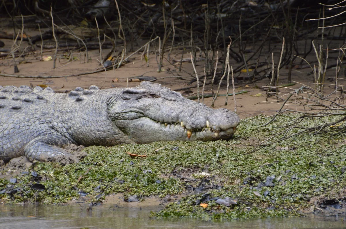 A large saltwater crocodile, one of several we spotted on our river tour.