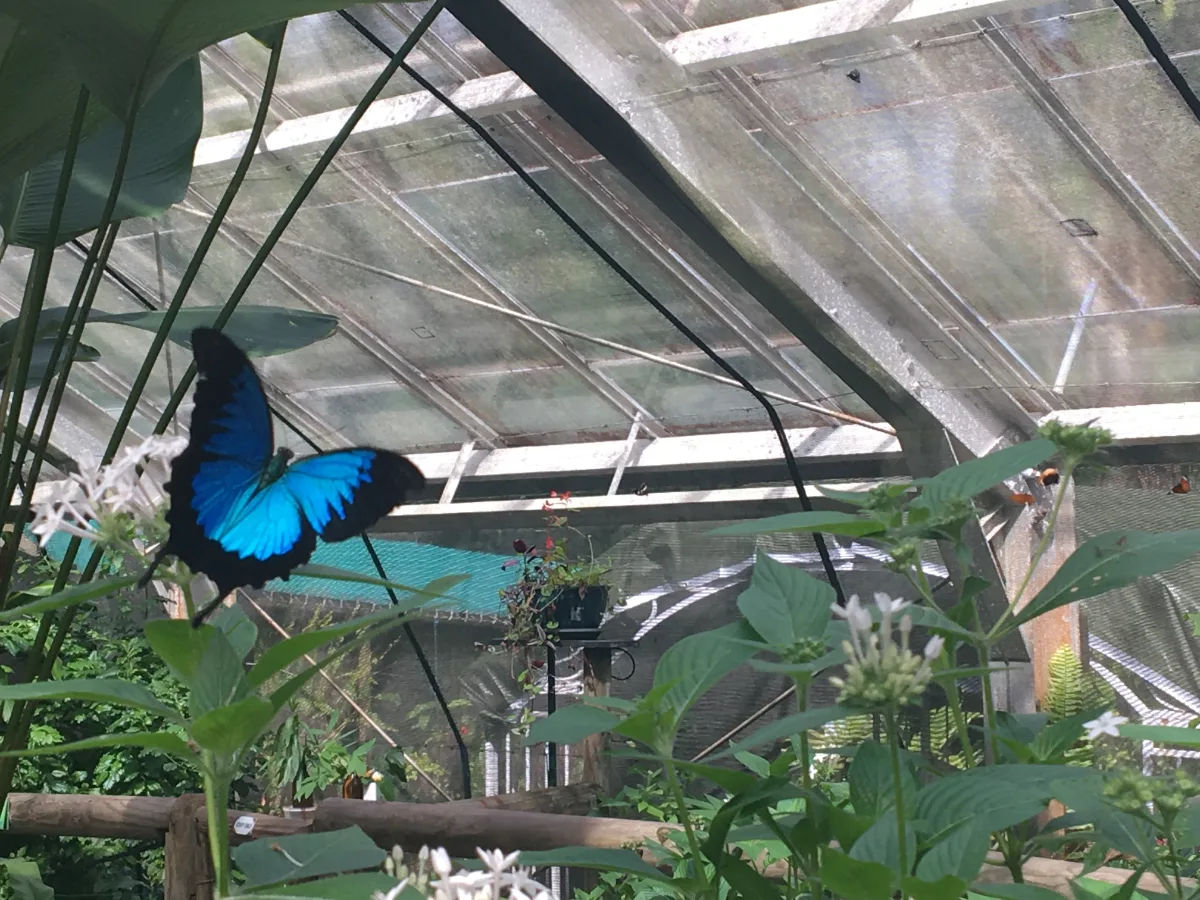A vibrant blue Ulysses butterfly takes a moment to rest its wings in the cool enclosure of the Australian Butterfly Sanctuary.