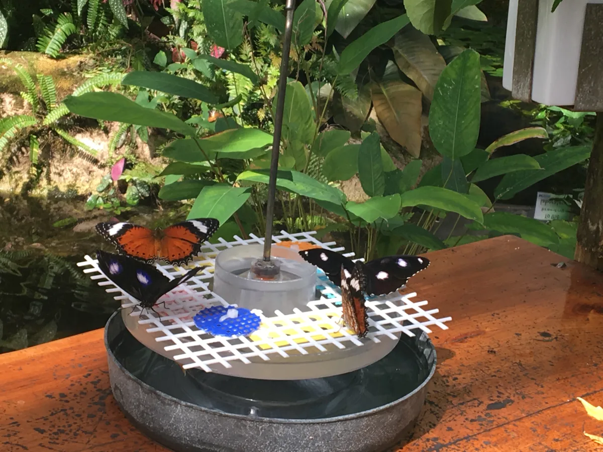 Several butterfly varieties congregating around a feeding station within the sanctuary.