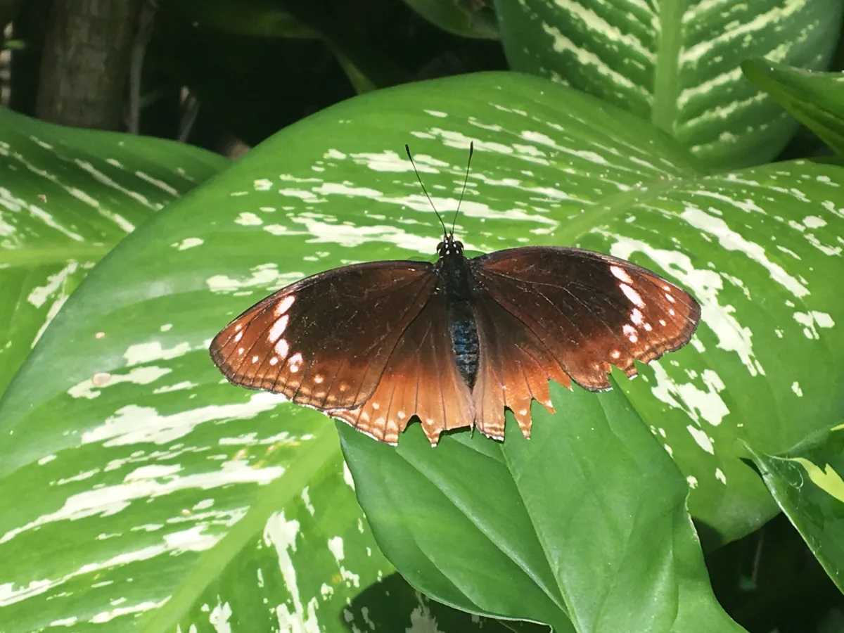 A closer view of a butterfly, with its detailed wings, perched on a lush green leaf.