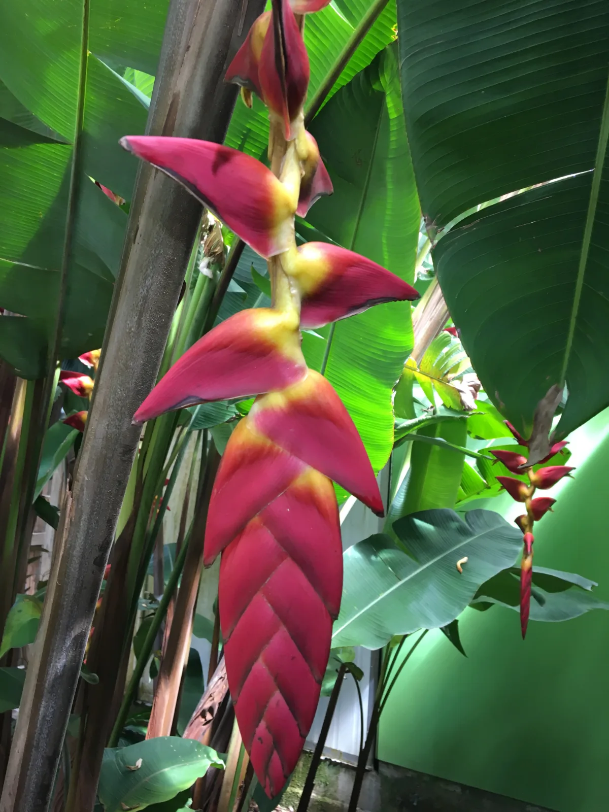 The vibrant hues of a hanging heliconia.