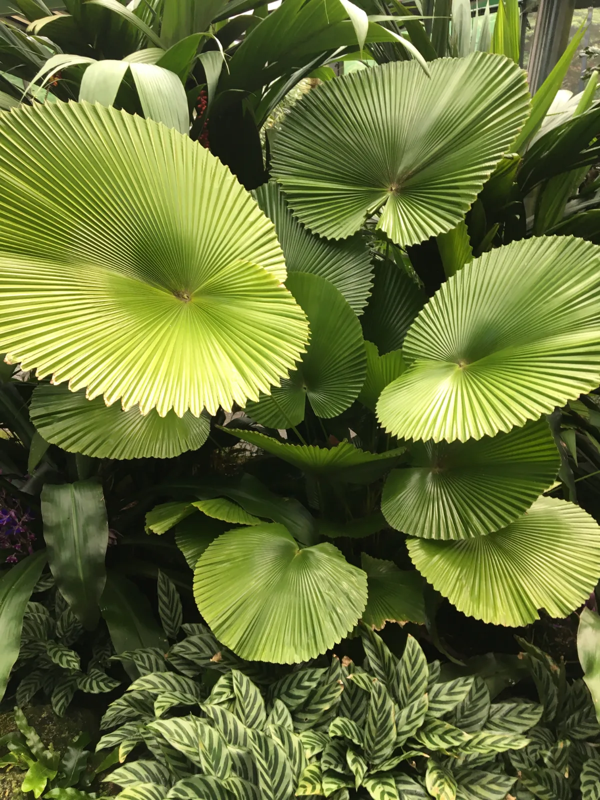 Fan palms spreading their glory to absorb every photon.