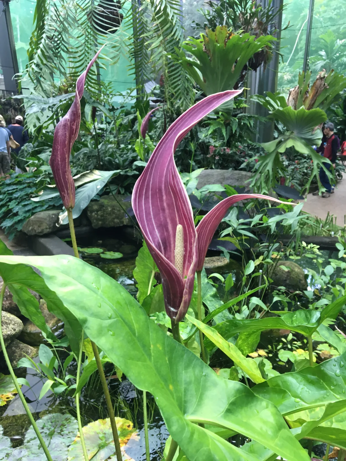 A bizarre and beautiful flower in the Cairns Botanic Gardens.