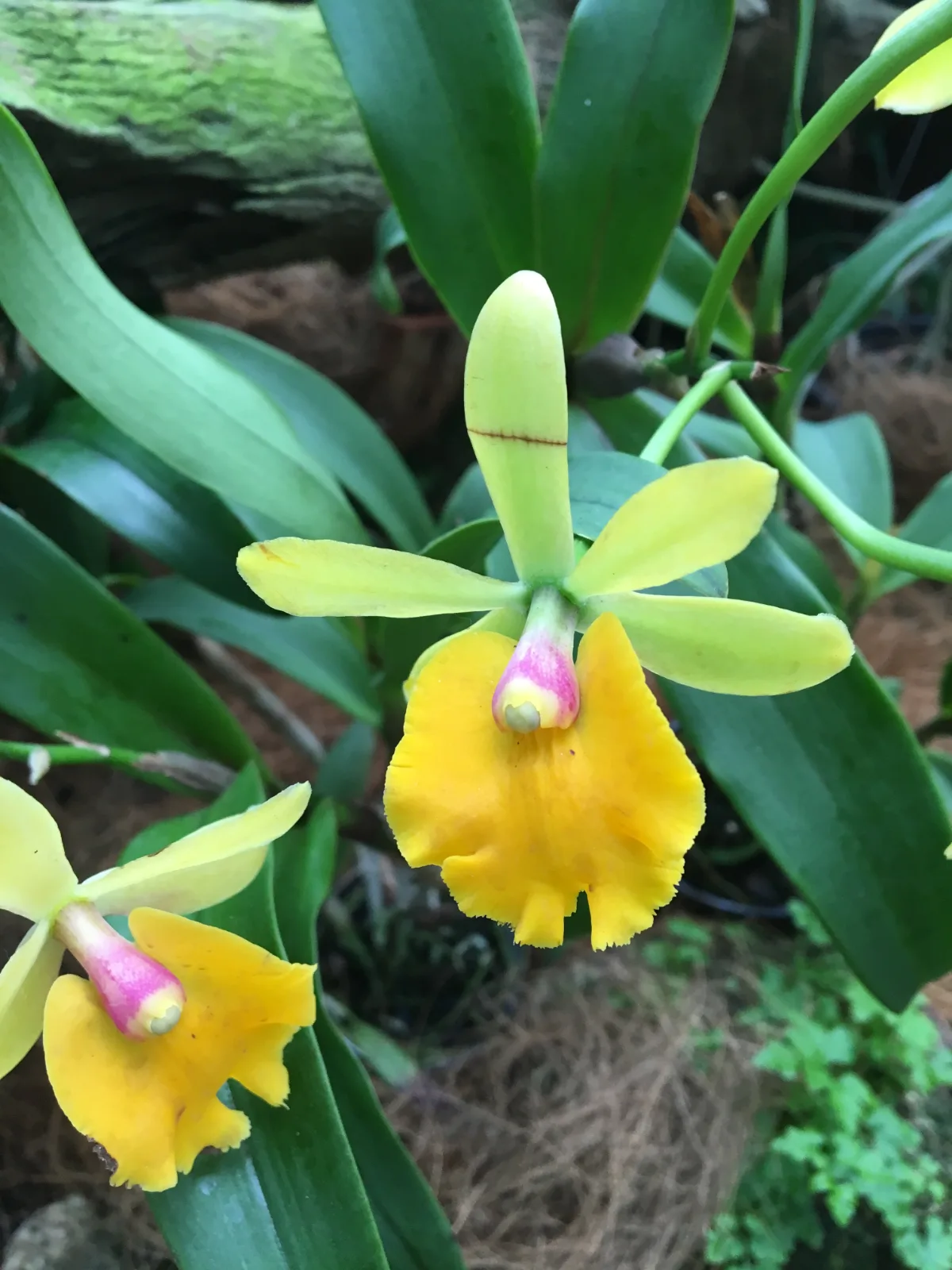 A splash of colour from one of the orchid displays.