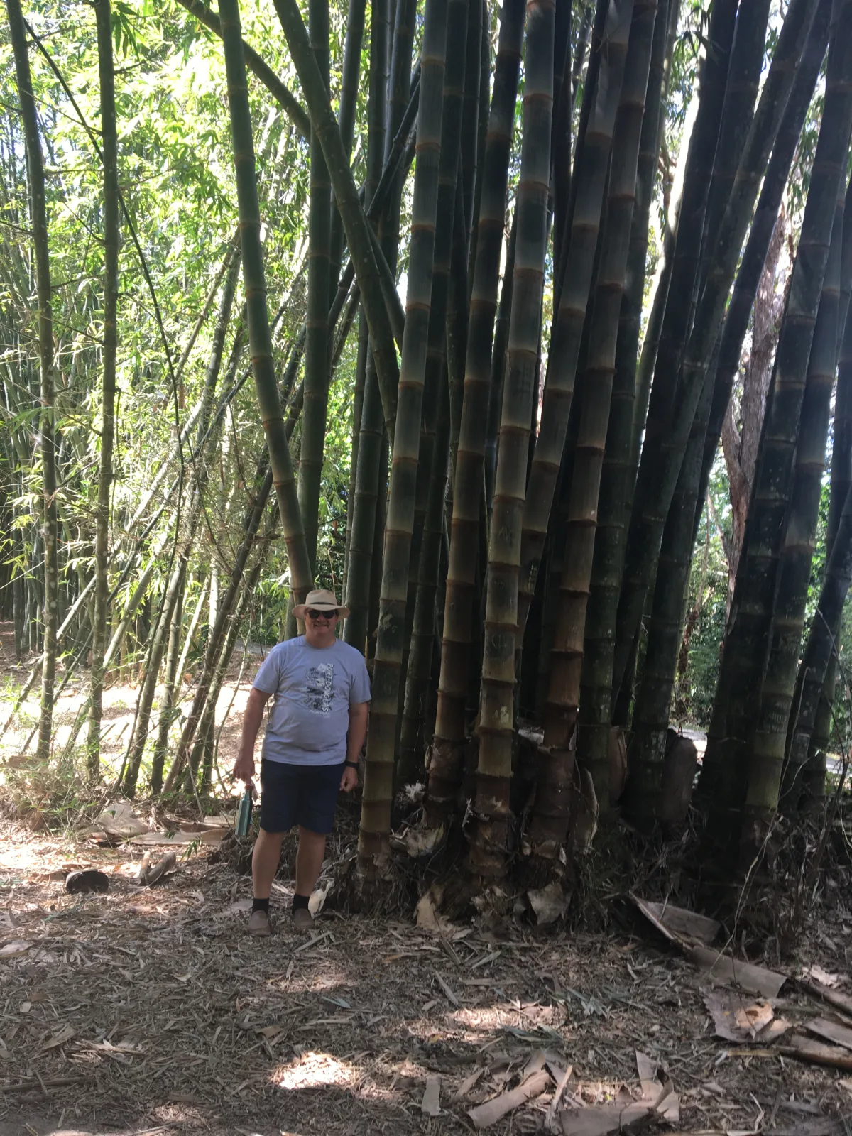 The bamboo grove gave us a new perspective.