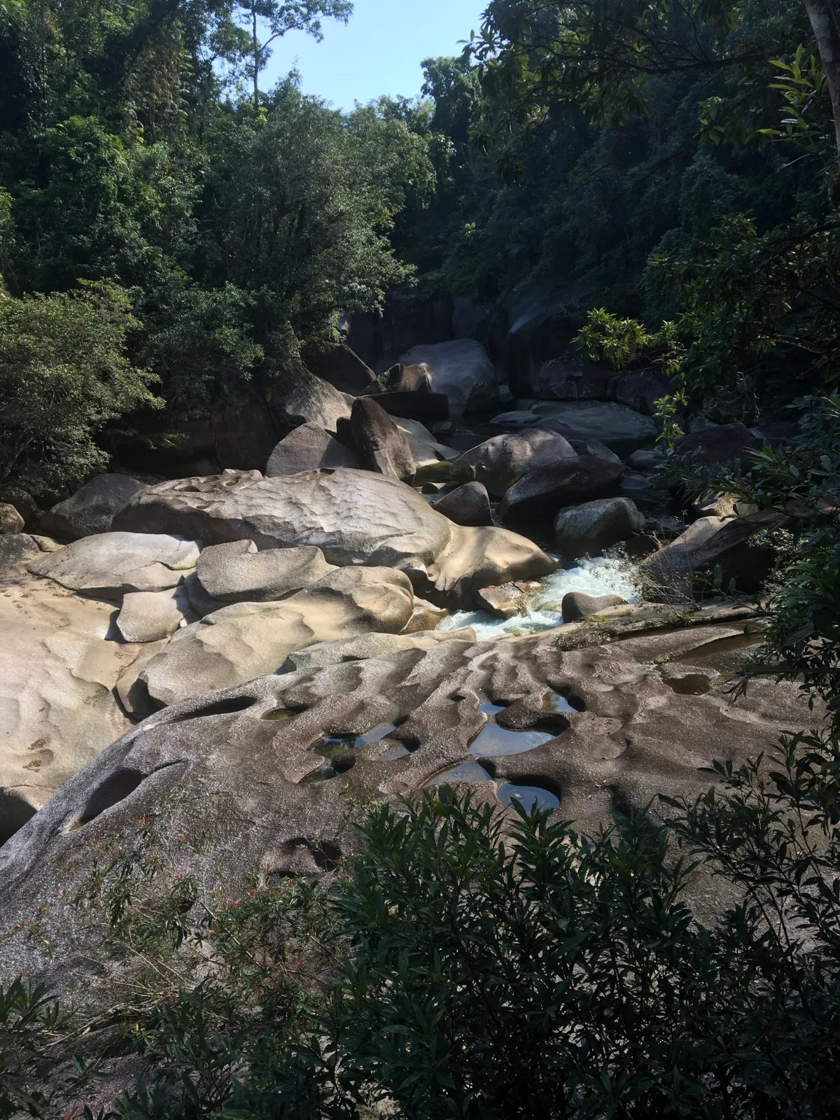 A sea of stone, reflecting the age and power of the rainforest.