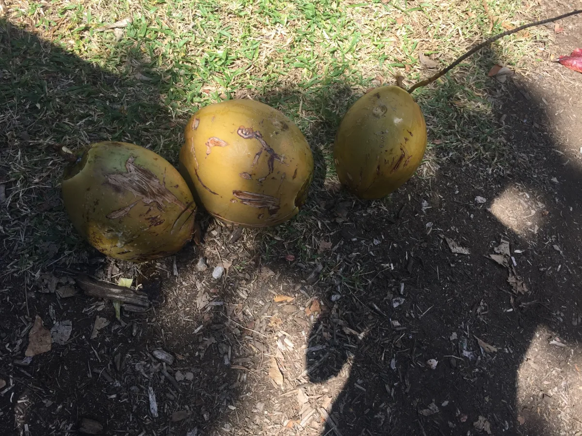 Three coconuts recovered from the ground