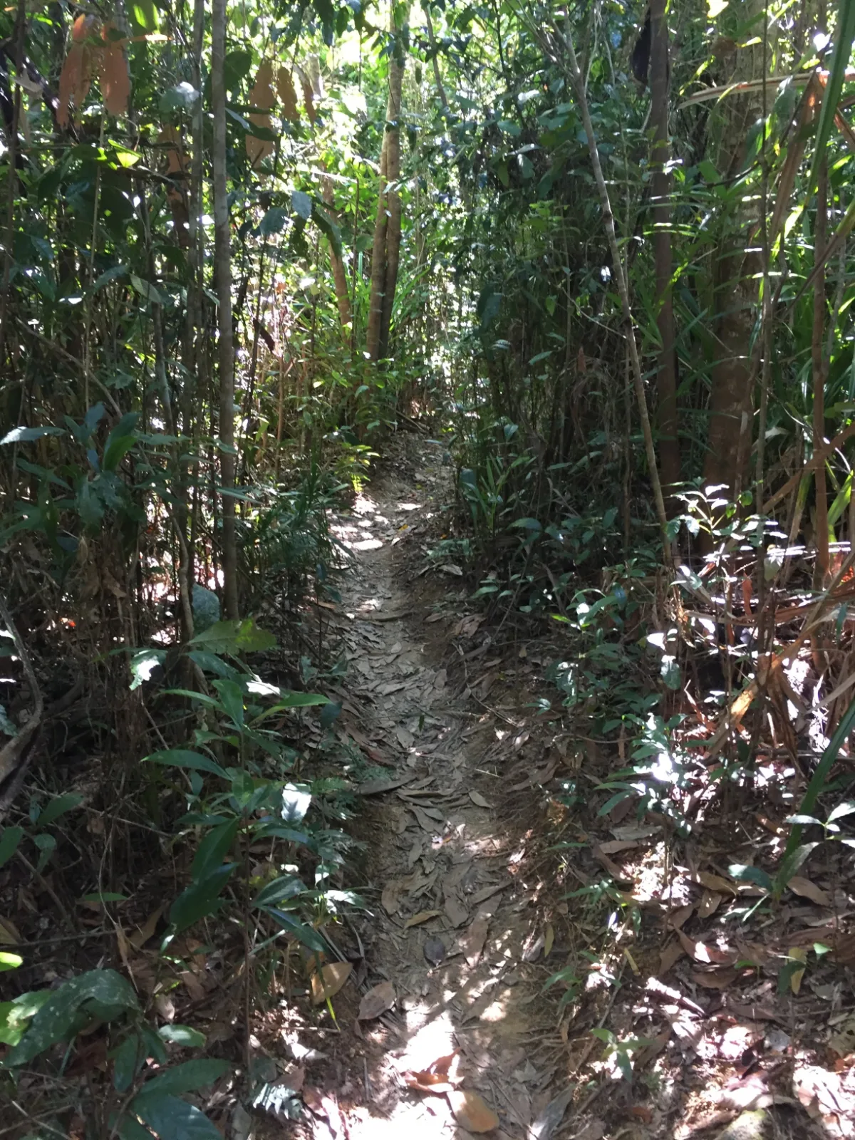 Navigating the lush and dense