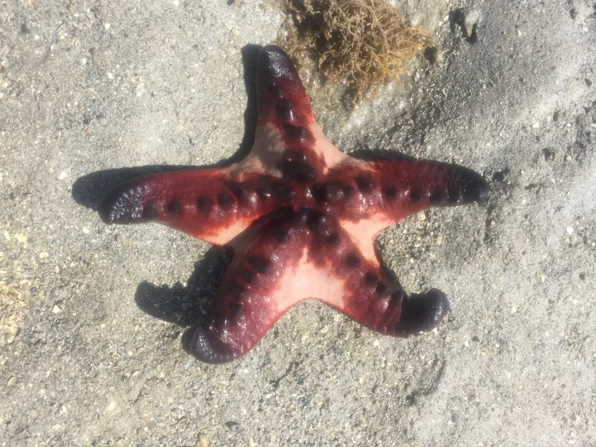 A vibrant starfish encountered during our reef walk at low tide.