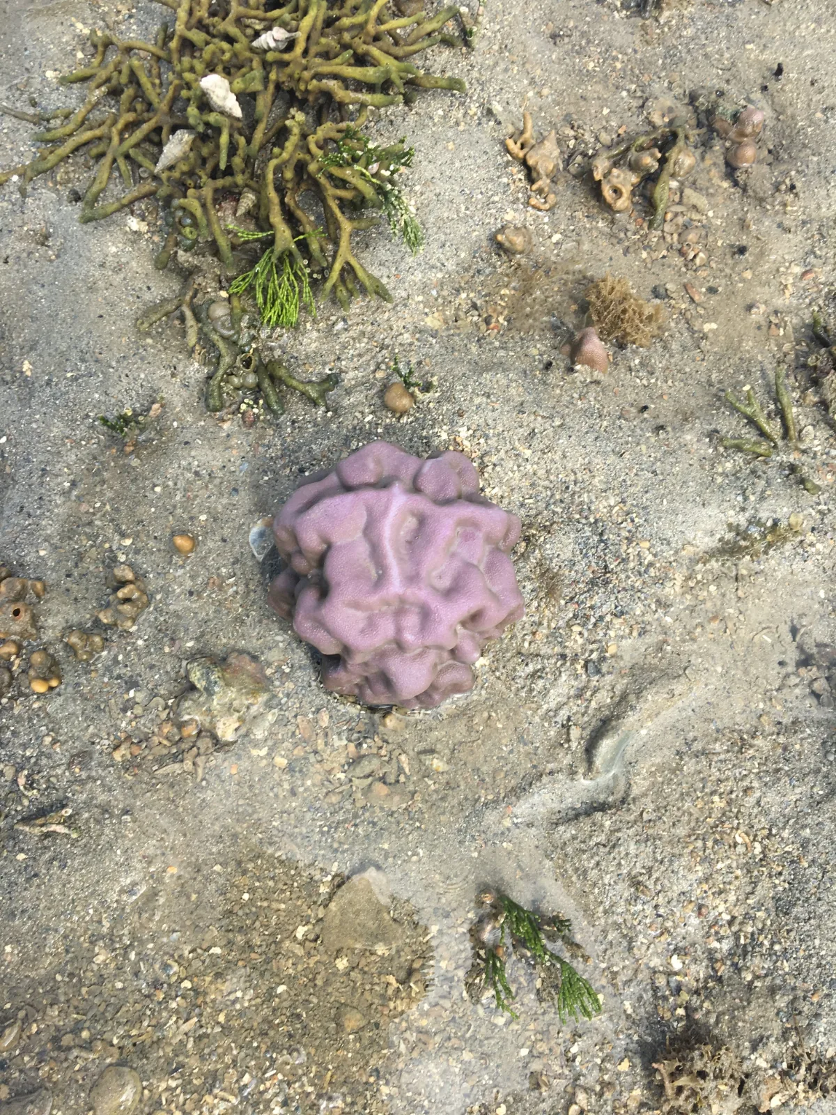 Even out of the water, the colors and textures of the coral formations are remarkable.