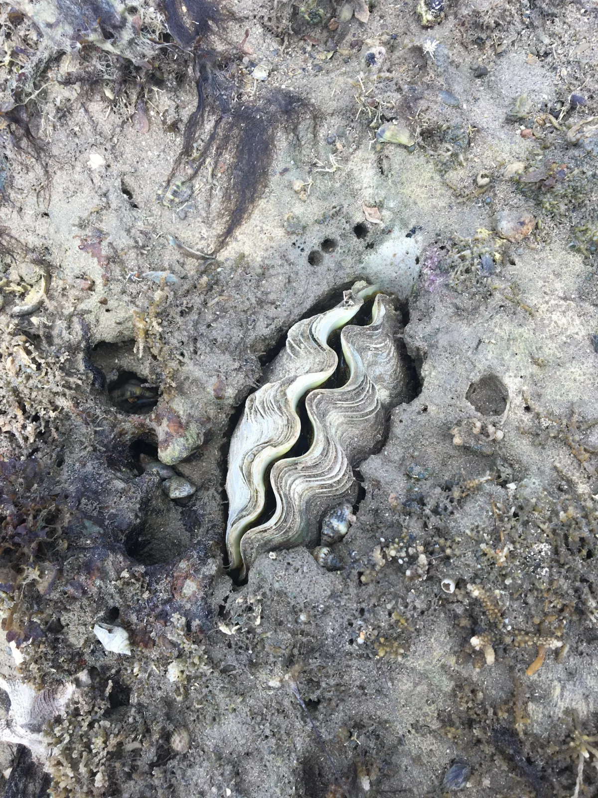A large clam, partially embedded in the sand, was a highlight of our exploration.