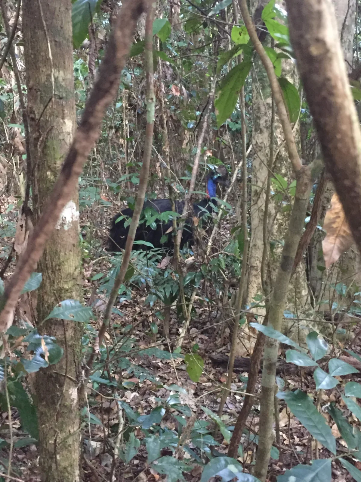 A fleeting glimpse of our quarry in the rainforest undergrowth.